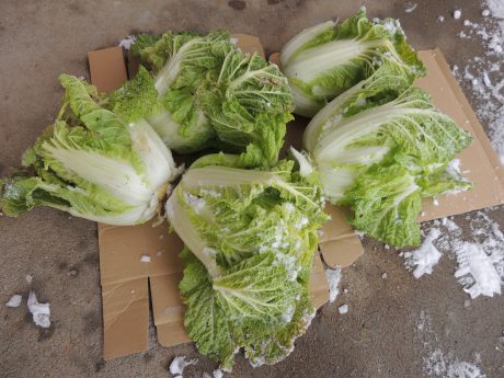 白菜掘り