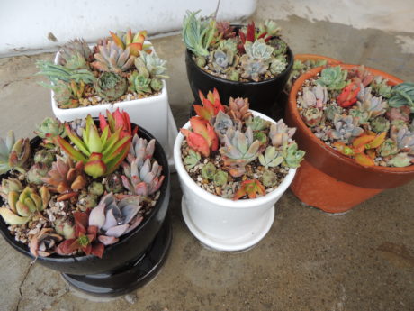 寄せ植え