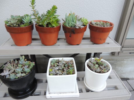 葉挿しから寄せ植えに