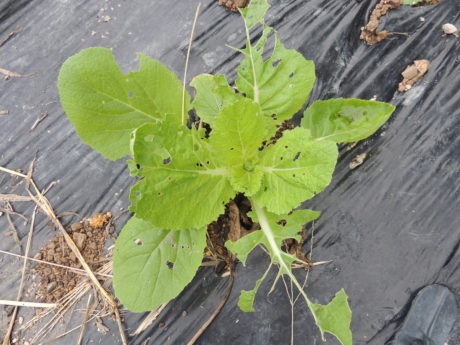 白菜 除虫